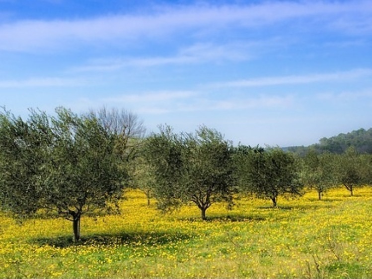 Według najnowszych danych Copa i Cogeca możemy spodziewać się dobrych zbiorów oliwek oraz wysokiego poziomu produkcji oliwy z oliwek